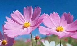 善堂网红吃瓜是真的吗,真相揭秘还是网络炒作？